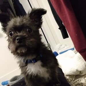 Meet your Posher, Josette